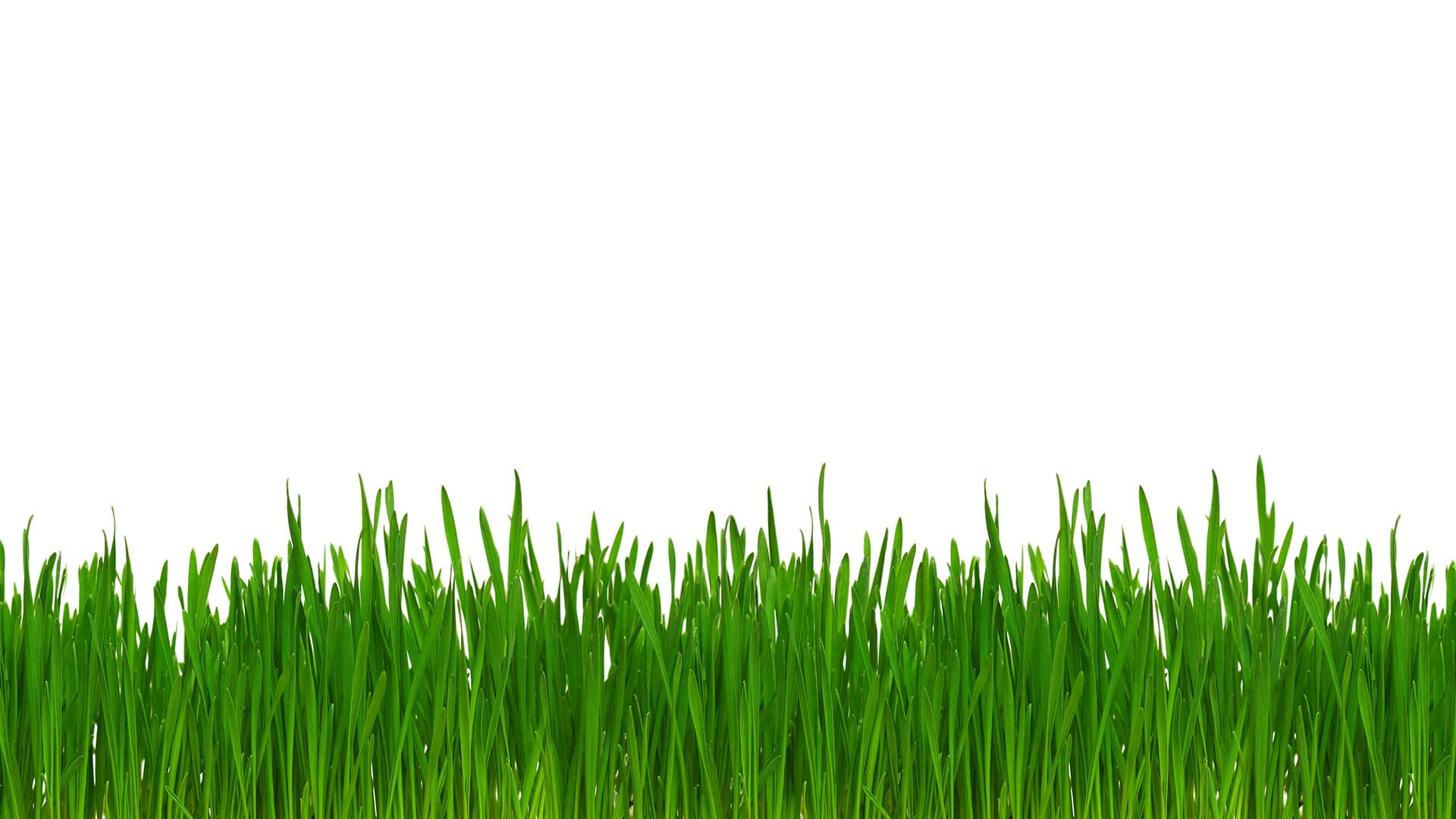 Lawn Care Image