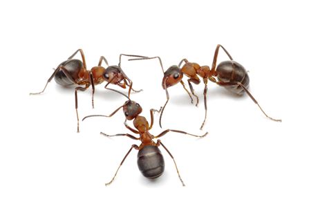 Fire ant control chelsea al